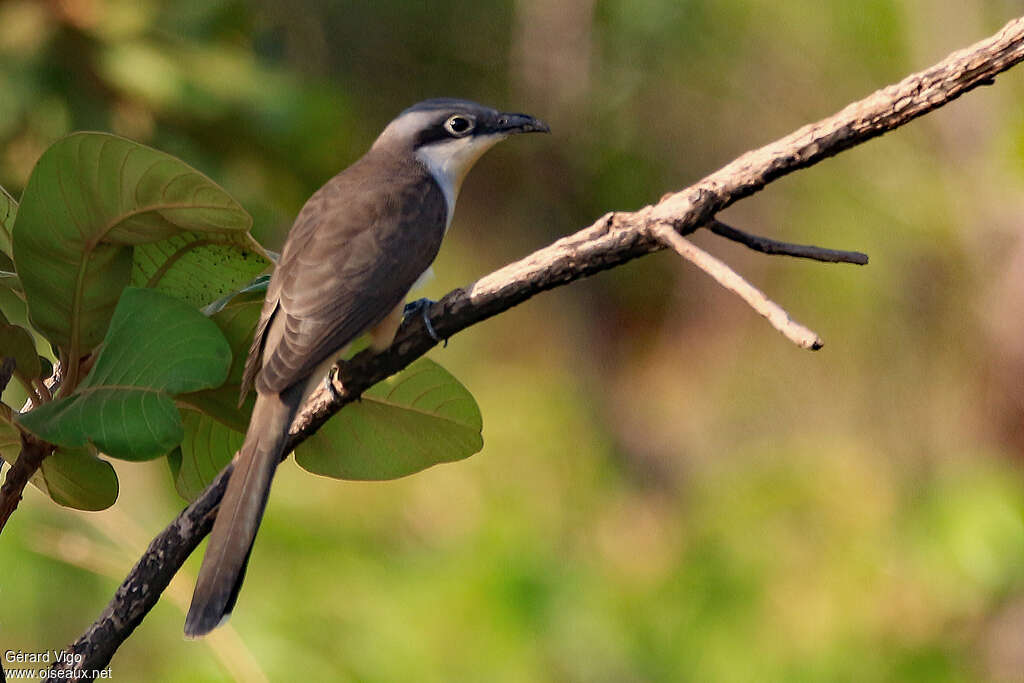 Dark-billed Cuckooadult