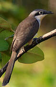 Dark-billed Cuckoo