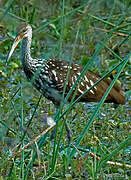 Limpkin