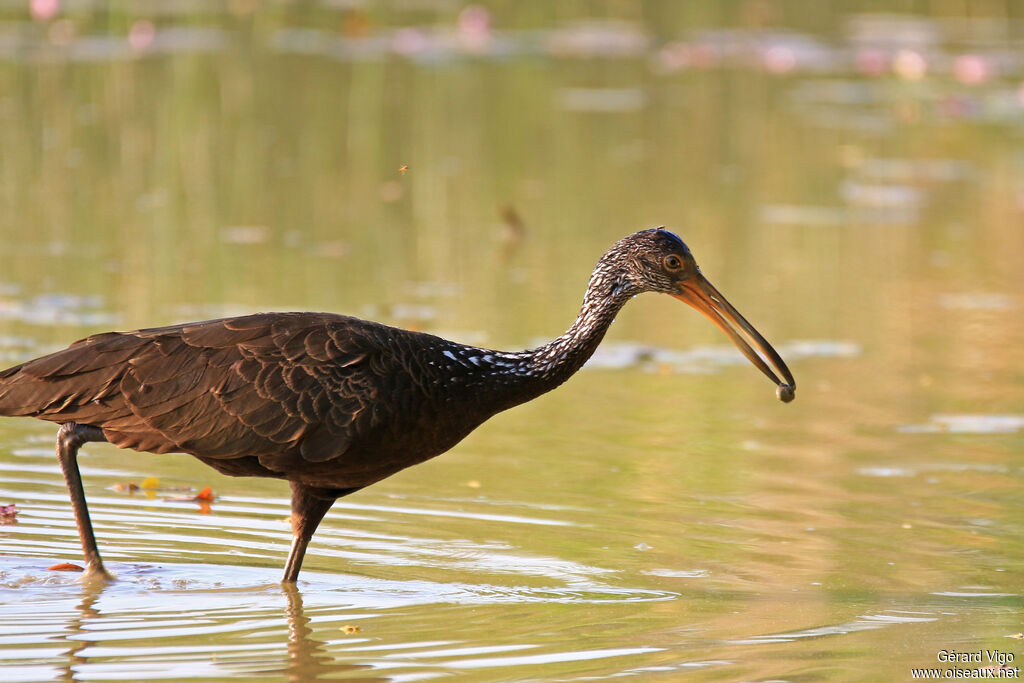 Courlan brunadulte, pêche/chasse