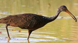 Limpkin