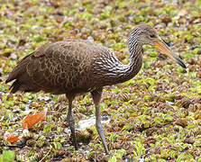 Limpkin