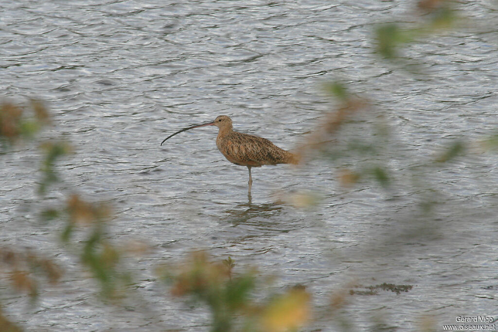 Long-billed Curlewadult