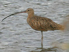 Long-billed Curlew