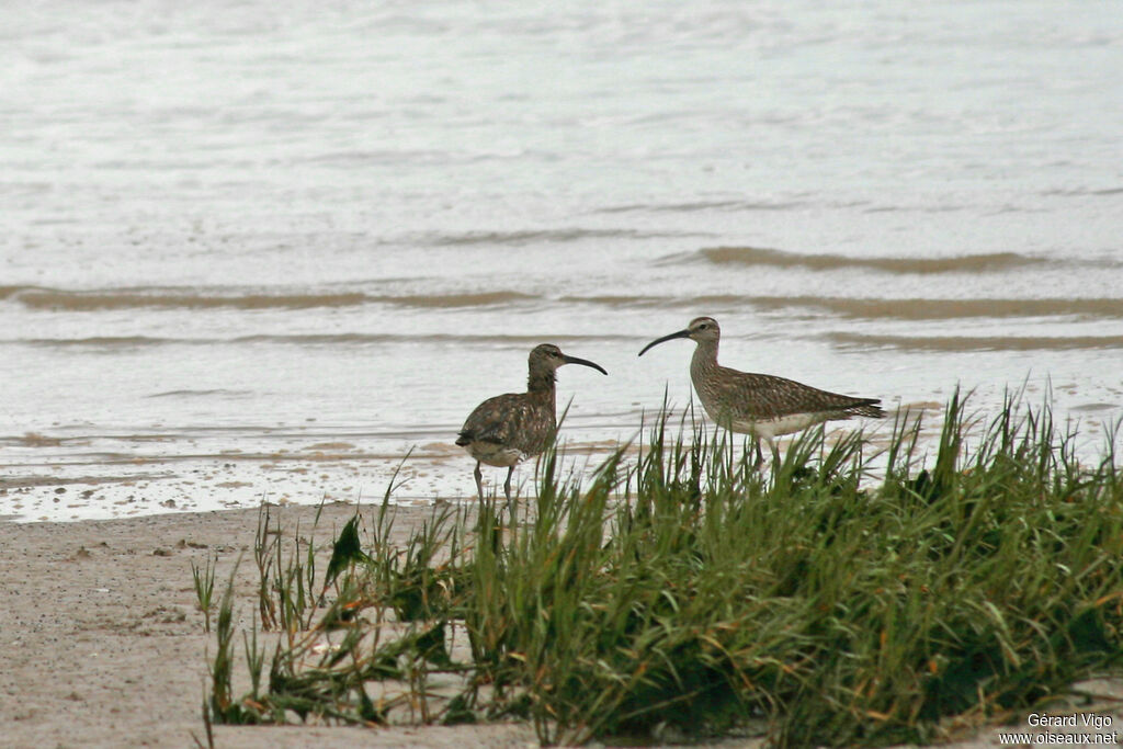 Eurasian Curlewadult