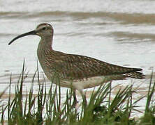 Eurasian Curlew