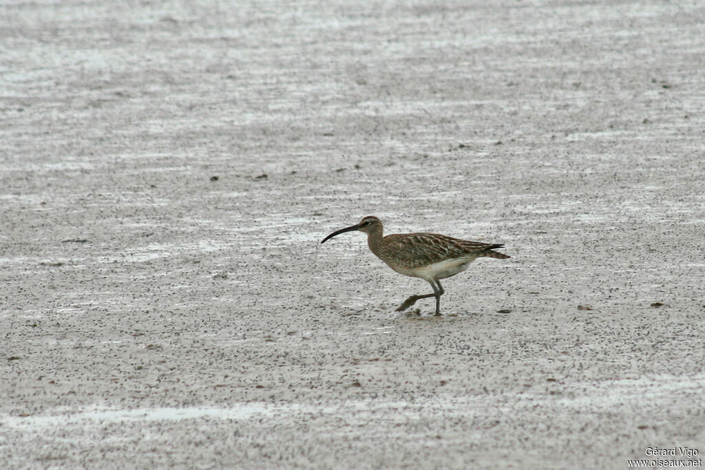 Eurasian Curlewadult