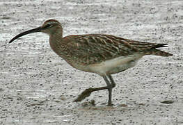 Eurasian Curlew