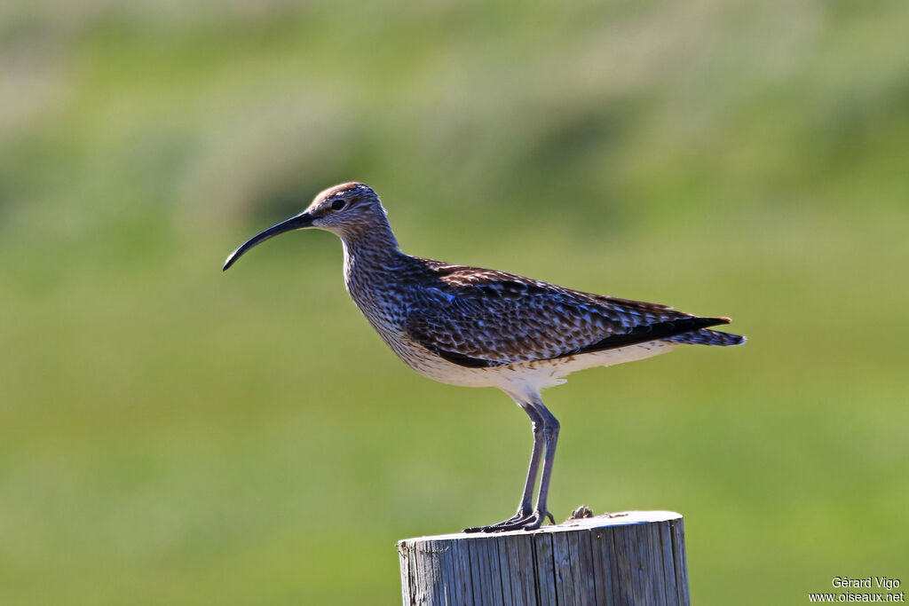 Whimbreladult