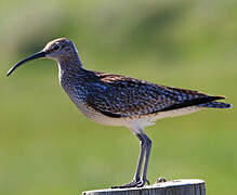 Eurasian Whimbrel