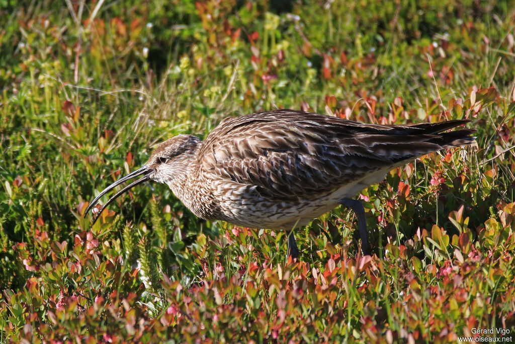 Eurasian Whimbreladult, eats