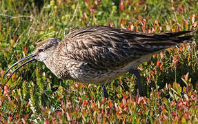 Eurasian Whimbrel