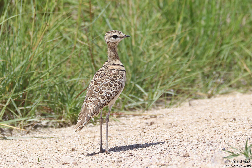 Courvite à double collieradulte