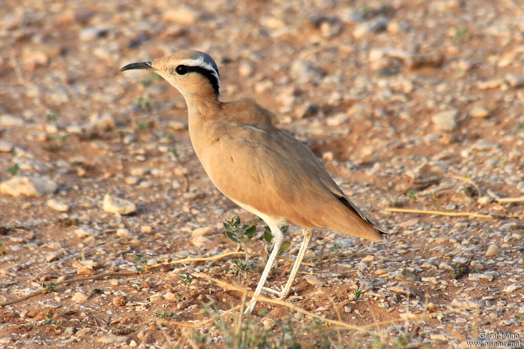 Courvite isabelleadulte