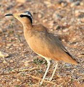 Cream-colored Courser