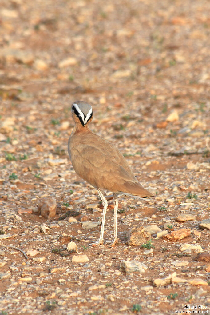 Cream-colored Courseradult, camouflage, pigmentation, Behaviour