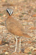 Cream-colored Courser