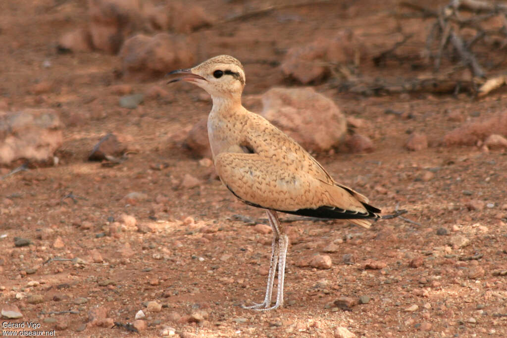 Cream-colored Courserjuvenile, identification