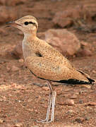 Cream-colored Courser