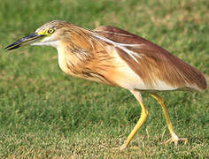 Squacco Heron