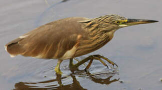 Squacco Heron