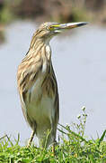 Indian Pond Heron