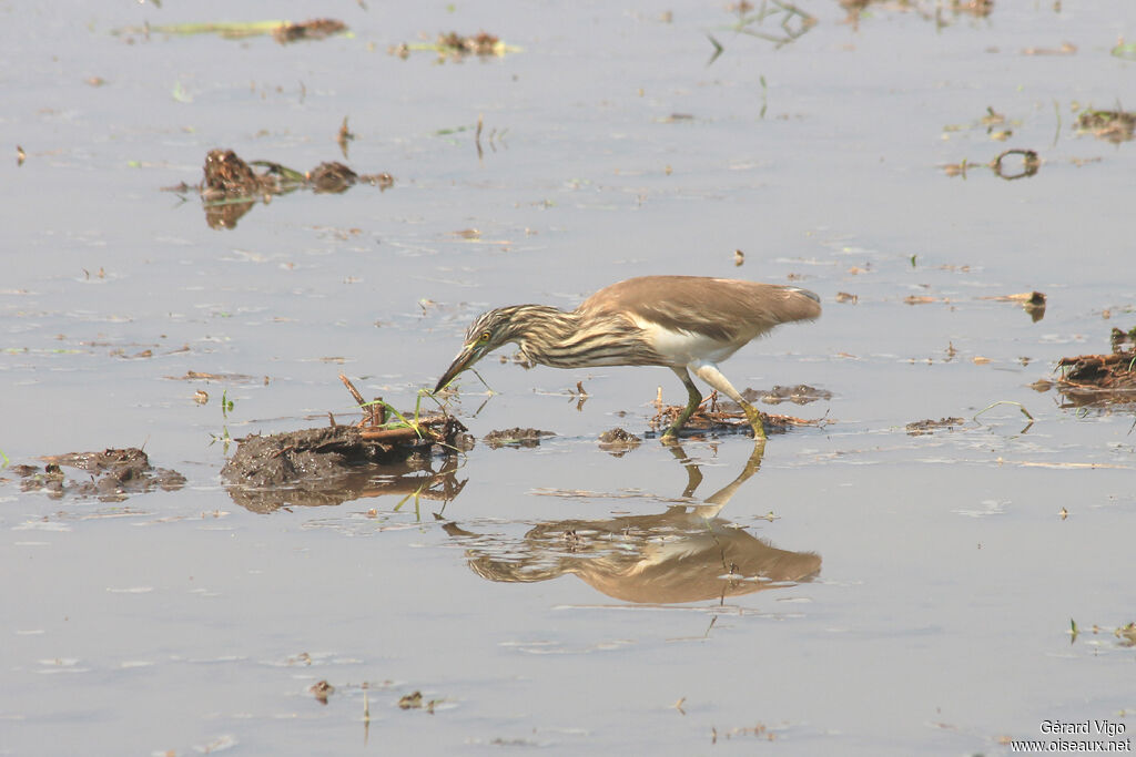 Indian Pond Heronadult