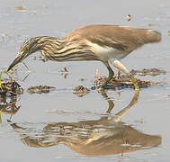 Indian Pond Heron