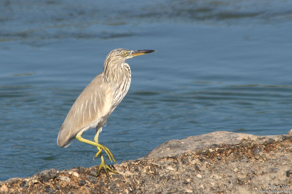 Indian Pond Heronadult