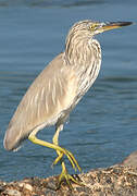 Indian Pond Heron