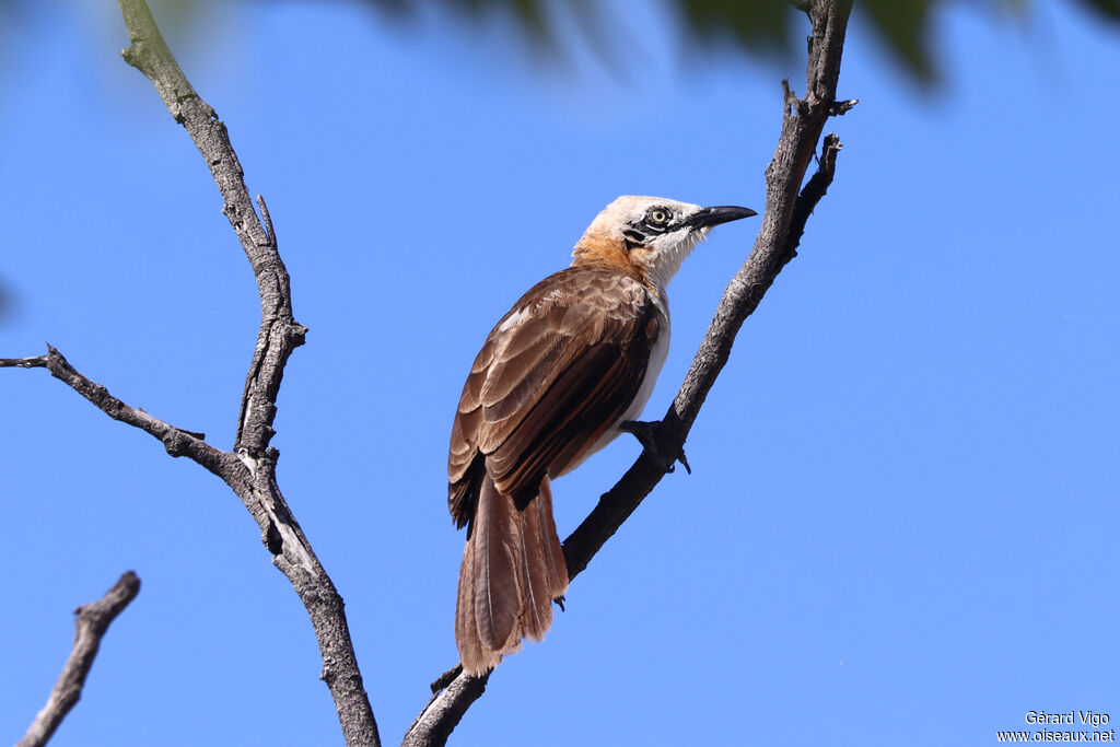 Cratérope à joues nues
