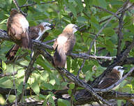 Cratérope à joues nues