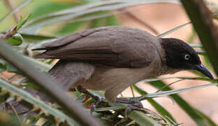 Blackcap Babbler