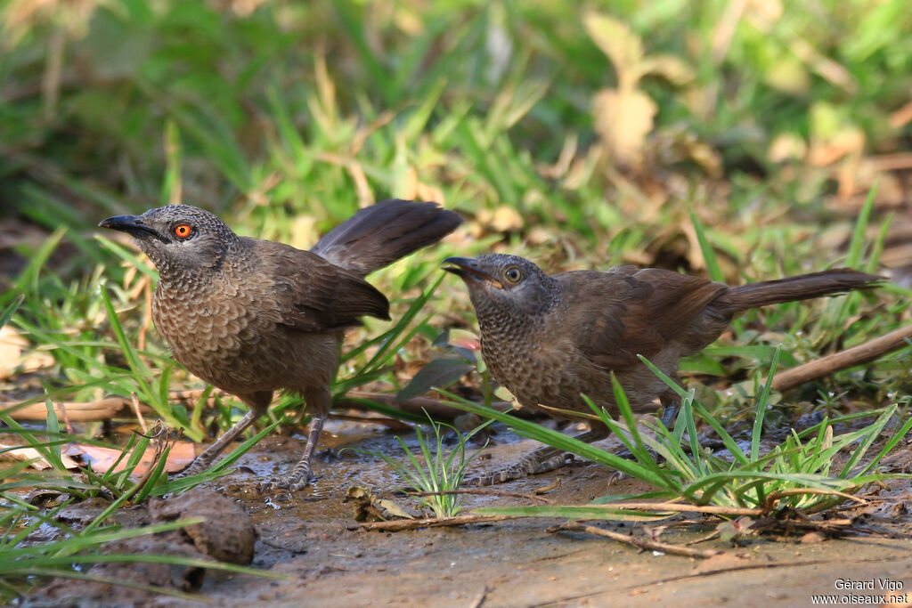 Brown Babbler