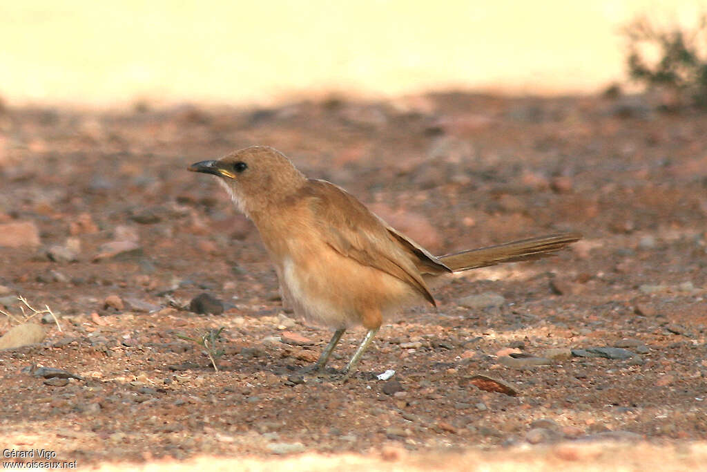 Fulvous Babbleradult, identification