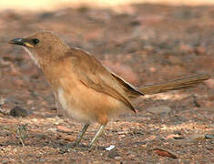 Fulvous Babbler