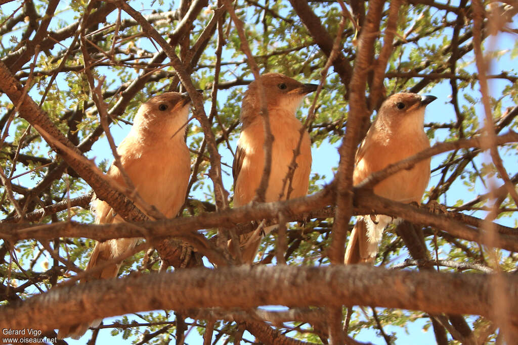 Cratérope fauveinternuptial, habitat, Comportement