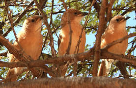 Fulvous Babbler