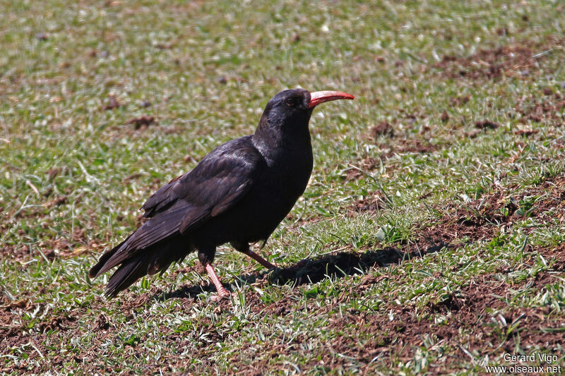 Red-billed Choughadult