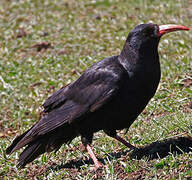 Red-billed Chough