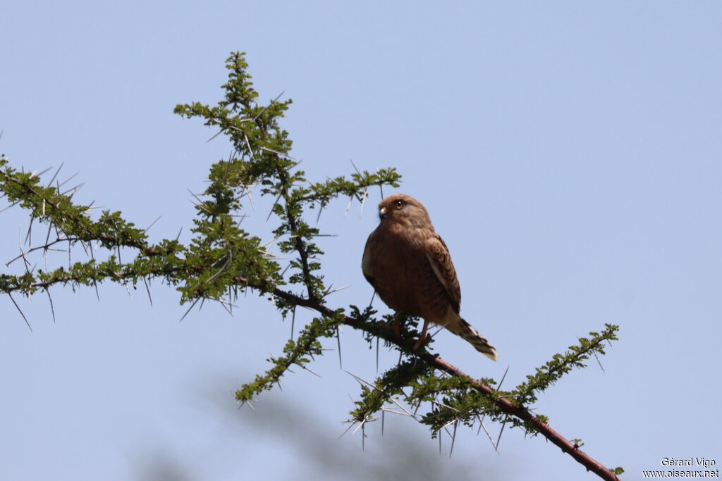 Crécerelle aux yeux blancs
