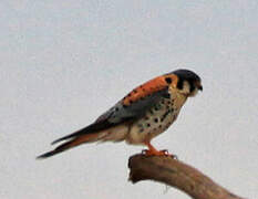 American Kestrel