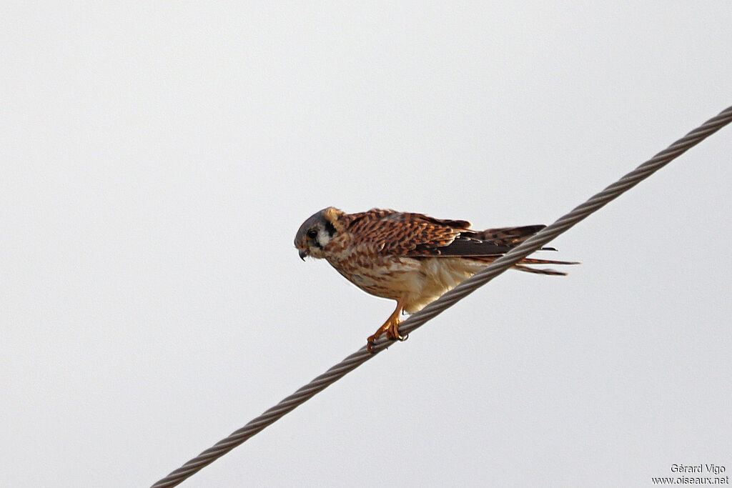 Crécerelle d'Amériqueadulte