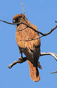 Fox Kestrel