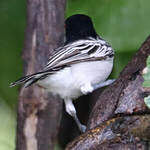Cubla boule-de-neige