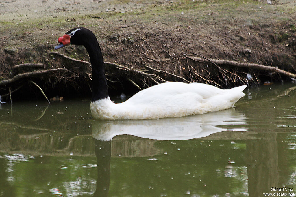 Black-necked Swanadult