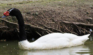 Black-necked Swan