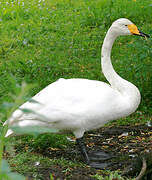 Whooper Swan