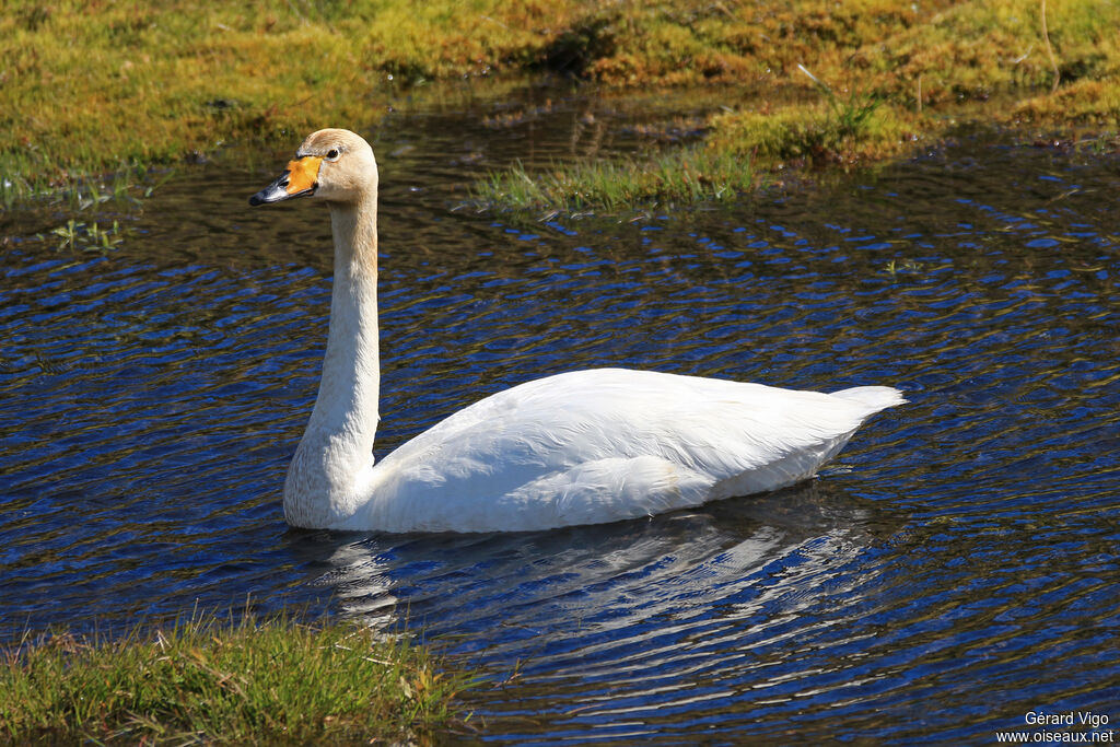 Cygne chanteuradulte nuptial