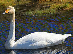 Cygne chanteur